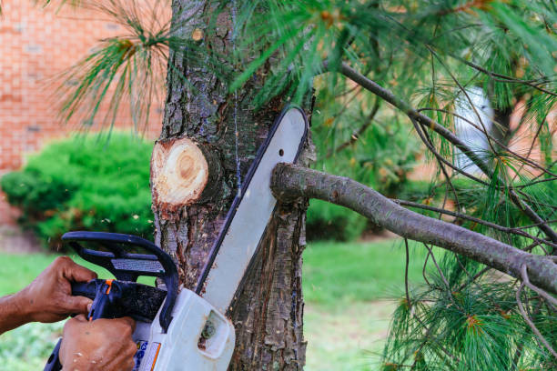 Best Root Management and Removal  in Kingstree, SC